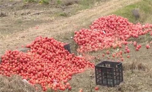 苍南15万吨西红柿滞销 一亩田 农业种植者要牢记这几种销售方式