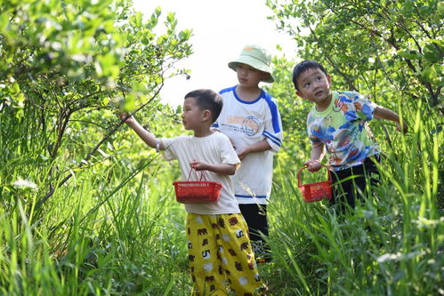 经济 贵州麻江 蓝莓小浆果 做成大产业