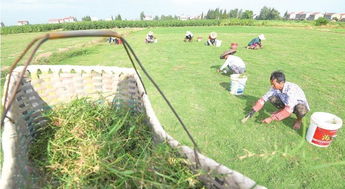 江陵县普济镇开展草坪特色种植 年销售额达500万
